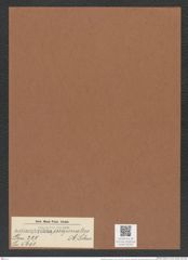 Actinoptychus inopinatus A. Schm. (de-Toni-Nr.: Genus 227, Species 5601) Zeichnungen Sammlung Grunow Mappe 05345 (Herbarium_W_Grunow_drawings_Folder_05345)